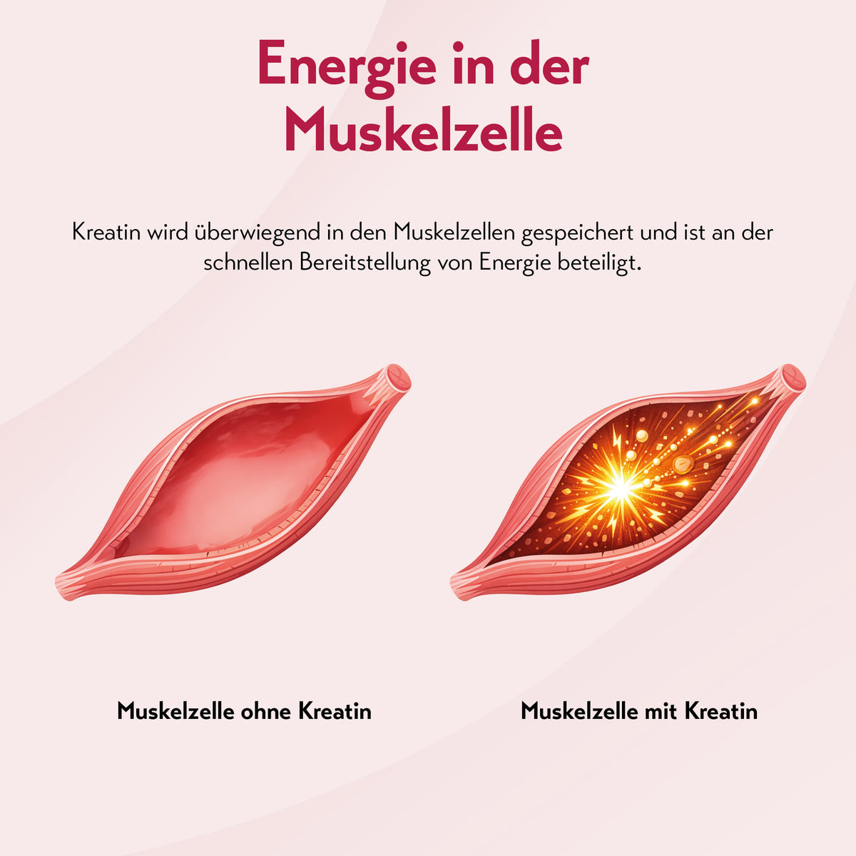 Grafik mit der Überschrift „Energie in der Muskelzelle“ und dem Hinweis, dass Kreatin überwiegend in den Muskelzellen gespeichert wird und an der schnellen Bereitstellung von Energie beteiligt ist. Darunter werden zwei Muskelzellen gegenübergestellt: links „Muskelzelle ohne Kreatin“, rechts „Muskelzelle mit Kreatin“ mit leuchtender, energieartiger Darstellung im Inneren.