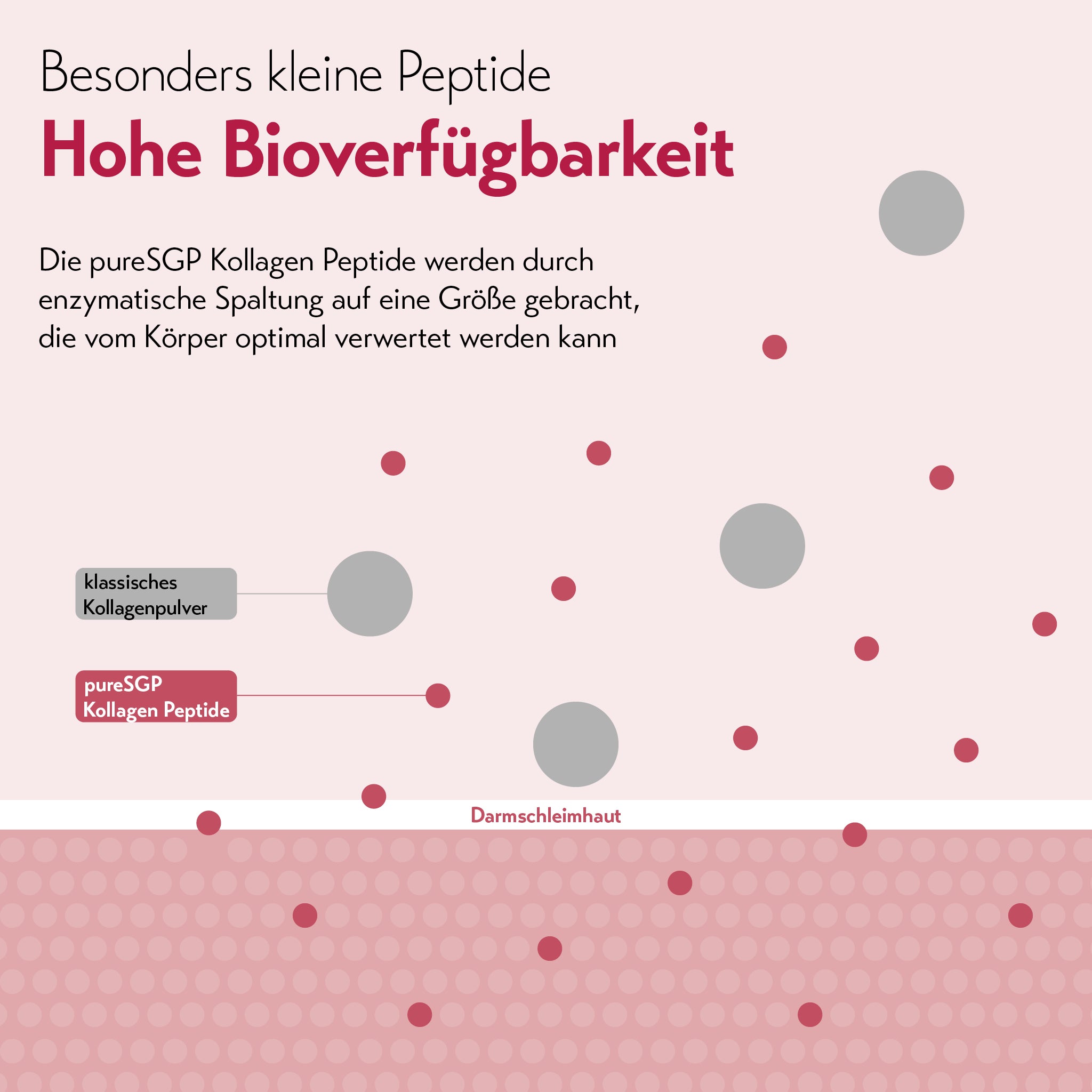 Grafik zur hohen Bioverfügbarkeit von pureSGP Kollagen Peptiden. Große graue Kreise (klassisches Kollagenpulver) können die Darmschleimhaut unten nicht passieren. Kleinere rote Punkte (pureSGP Kollagen Peptide) gelangen durch. Der Text erklärt: pureSGP Peptide werden enzymatisch für optimale Verwertung gespalten.