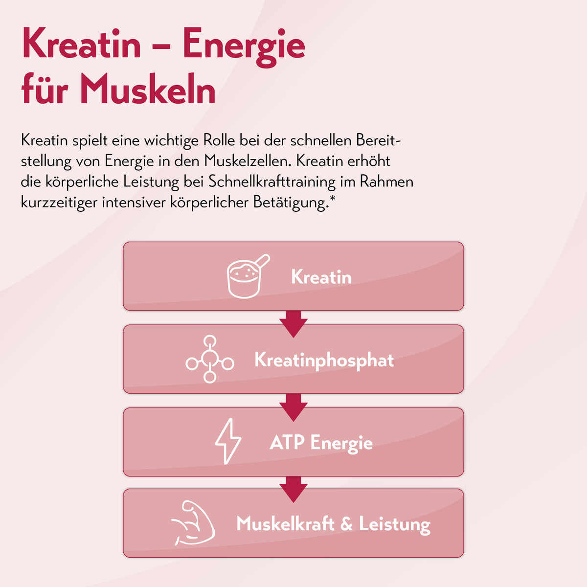 Grafik mit der Überschrift „Kreatin – Energie für Muskeln“ und einem erklärenden Text, dass Kreatin eine wichtige Rolle bei der schnellen Bereitstellung von Energie in den Muskelzellen spielt und die körperliche Leistung bei Schnellkrafttraining im Rahmen kurzzeitiger intensiver körperlicher Betätigung erhöht. Darunter veranschaulicht ein Ablaufdiagramm mit Pfeilen die Schritte von „Kreatin“ über „Kreatinphosphat“ und „ATP Energie“ bis zu „Muskelkraft & Leistung“.
